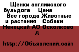 Щенки английского бульдога  › Цена ­ 60 000 - Все города Животные и растения » Собаки   . Ненецкий АО,Осколково д.